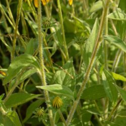 Rudbeckia fulgida var. deamii