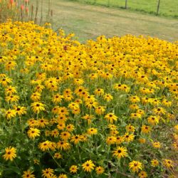 Rudbeckia fulgida var. deamii
