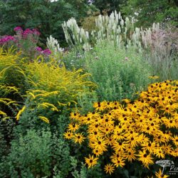 Rudbeckia fulgida var. deamii