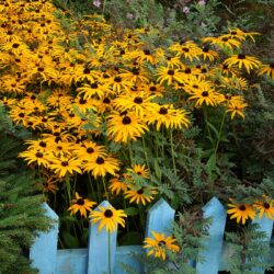 Rudbeckia fulgida var. deamii