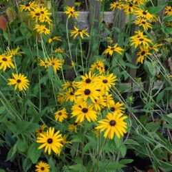 Rudbeckia fulgida var. deamii