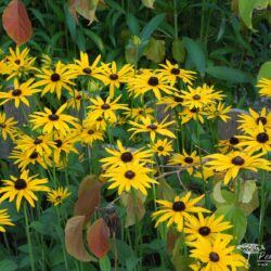 Rudbeckia fulgida var. deamii