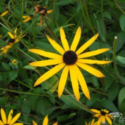 Rudbeckia fulgida var. deamii