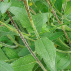 Rudbeckia fulgida var. deamii