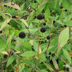 Rudbeckia fulgida var. deamii