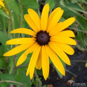 Rudbeckia fulgida var. deamii