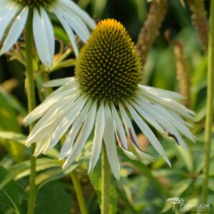 Echinacea purpurea Green Edge