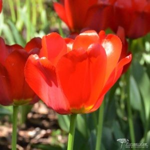 Tulipa Apeldoorn