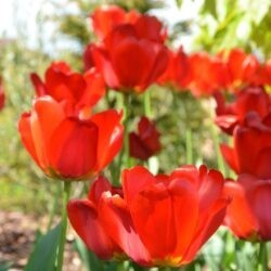 Tulipa Apeldoorn