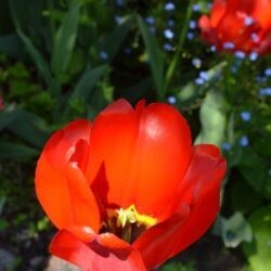 Tulipa Apeldoorn