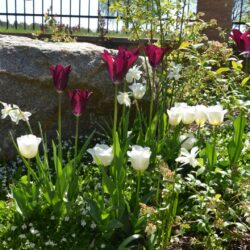 Tulipa Calgary