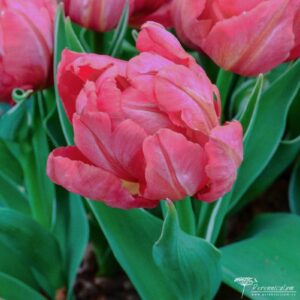 Tulipa Flashpoint
