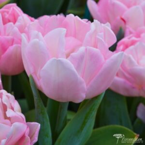 Tulipa Foxtrot