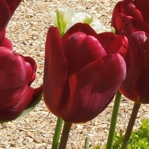 Tulipa Jan Reus