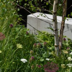 Allium sphaerocephalon