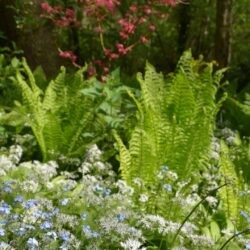 Allium ursinum, pomněnky a kapradiny