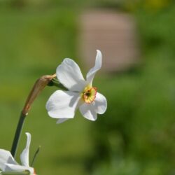 Narcissus Actaea
