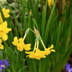 Narcissus Baby Boomer