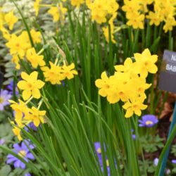 Narcissus Baby Boomer