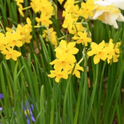 Narcissus Baby Boomer