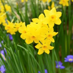 Narcissus Baby Boomer