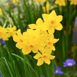 Narcissus Baby Boomer