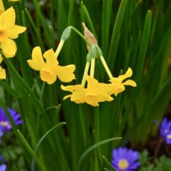 Narcissus Baby Boomer