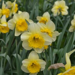 Narcissus Curly
