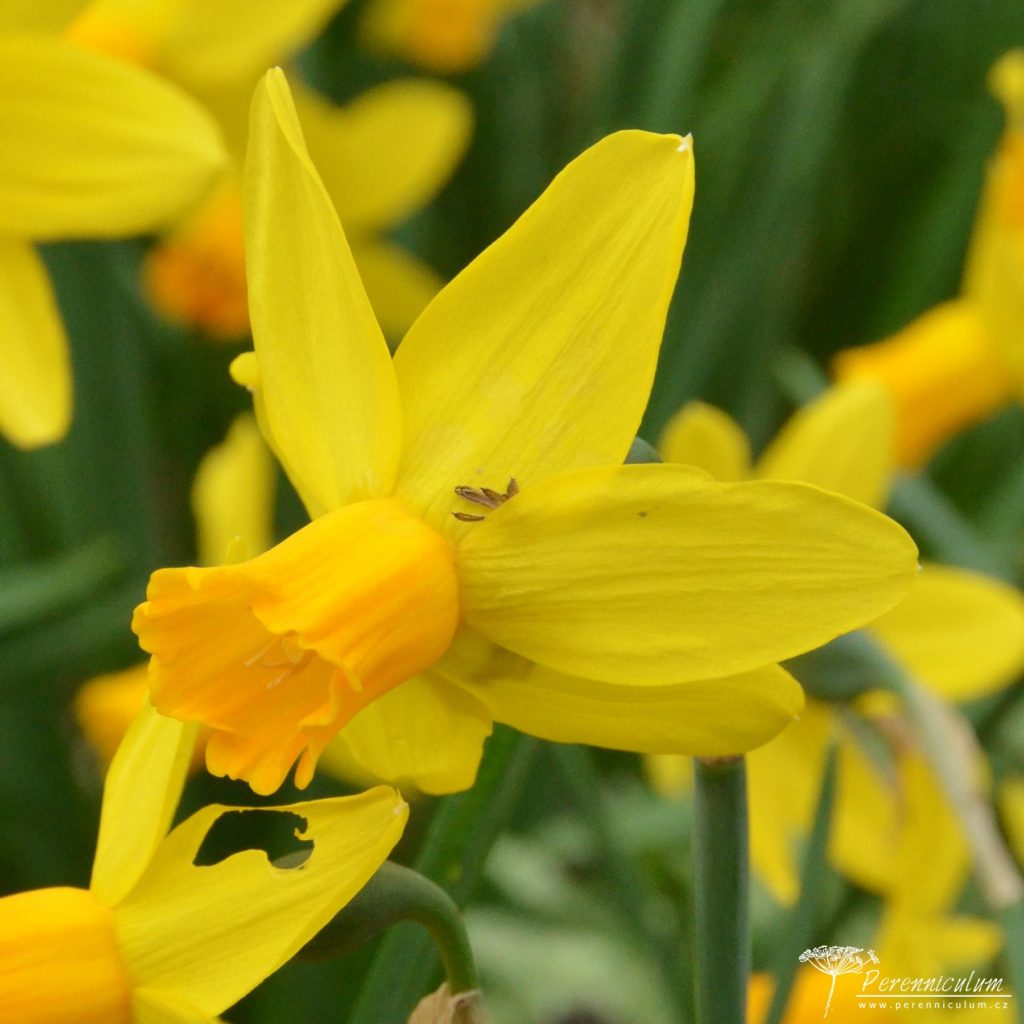 Veselé Velikonoce a barevné jarní dny 20 Narcissus Itzim