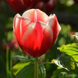 Tulipa Leen van der Mark