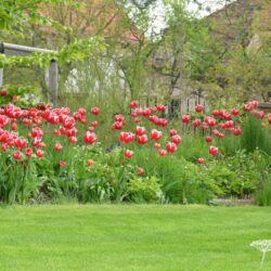 Tulipa Leen van der Mark