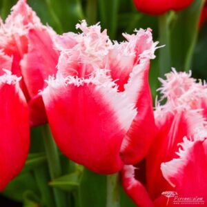 Tulipa New Santa