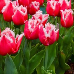 Tulipa New Santa