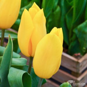 Tulipa Strong Gold
