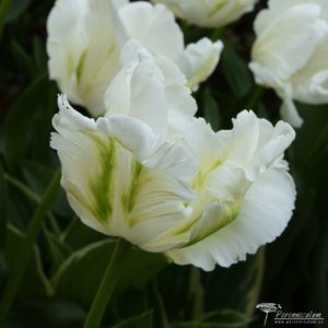 Tulipa Super Parrot