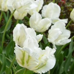 Tulipa Super Parrot