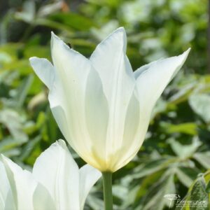 Tulipa White Triumphator