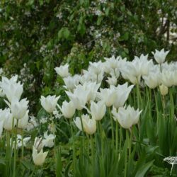 Tulipa White Triumphator