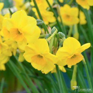 Narcissus Kokopelli 01