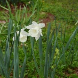 Narcissus Mount Hood