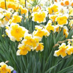Narcissus Orangery