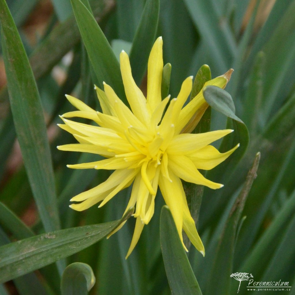 Veselé Velikonoce a barevné jarní dny 17 Narcissus Rip van Winkle