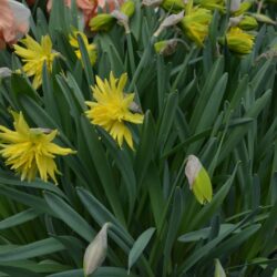 Narcissus Rip van Winkle