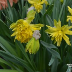 Narcissus Rip van Winkle