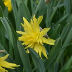 Narcissus Rip van Winkle