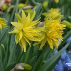 Narcissus Rip van Winkle