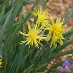 Narcissus Rip van Winkle