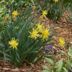 Narcissus Rip van Winkle