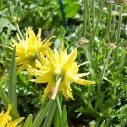 Narcissus Rip van Winkle