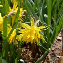 Narcissus Rip van Winkle
